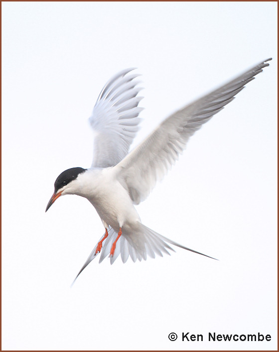Forster's Tern